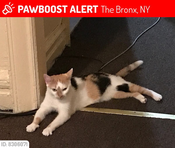 Lost Female Cat last seen Mace , The Bronx, NY 10467