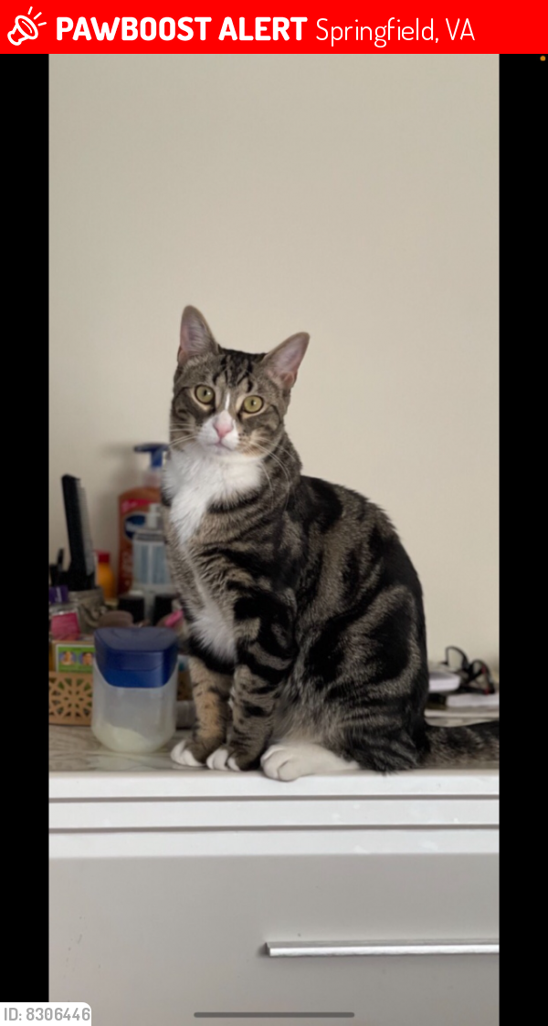 Deceased Male Cat last seen Springfield , Springfield, VA 22150