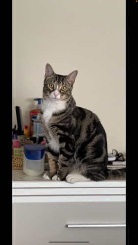 Lost Male Cat last seen Springfield , Springfield, VA 22150