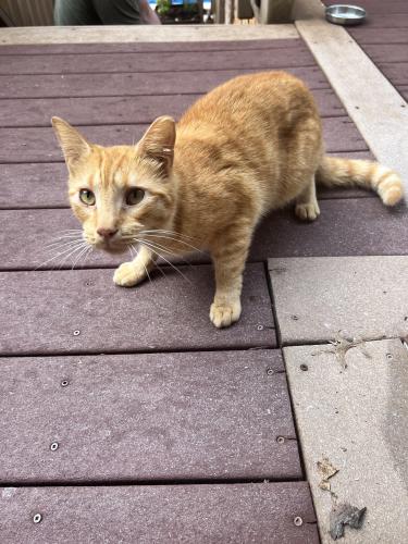 Found/Stray Unknown Cat last seen Old auburn rd 20187, Fauquier County, VA 20187