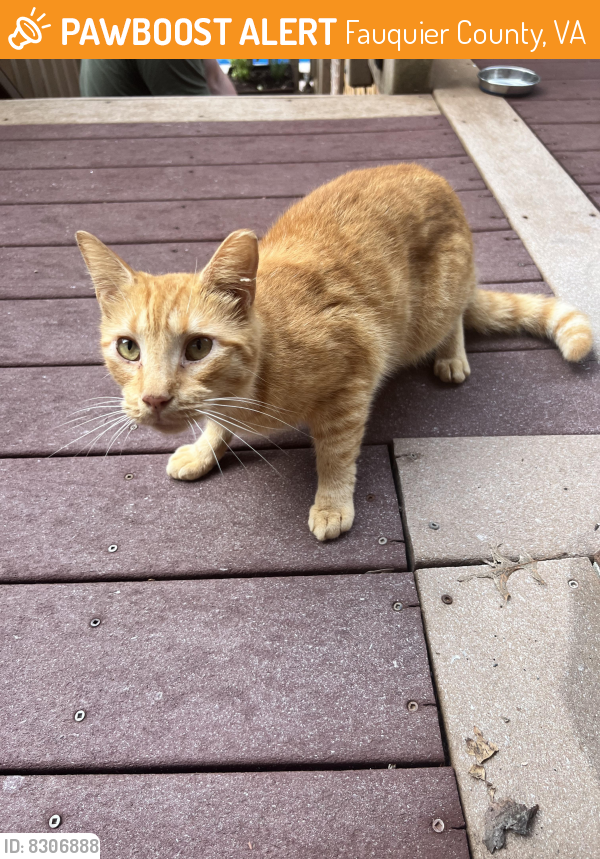 Found/Stray Unknown Cat last seen Old auburn rd 20187, Fauquier County, VA 20187