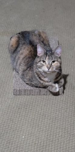 Lost Female Cat last seen 67th ave and camelback , Glendale, AZ 85301