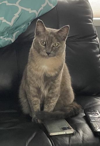 Lost Female Cat last seen Off 48th St between Flying Eagle and Wolf Run, Grand Rapids, MI 49548