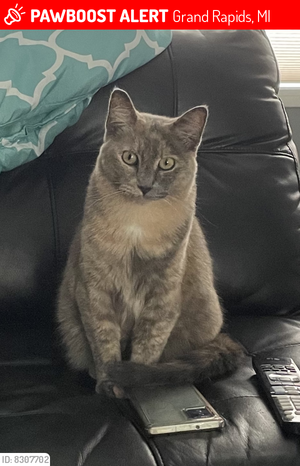 Lost Female Cat last seen Off 48th St between Flying Eagle and Wolf Run, Grand Rapids, MI 49548
