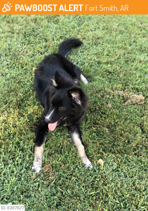 Found/Stray Male Dog last seen on UAFS campus, Fort Smith, AR 72904