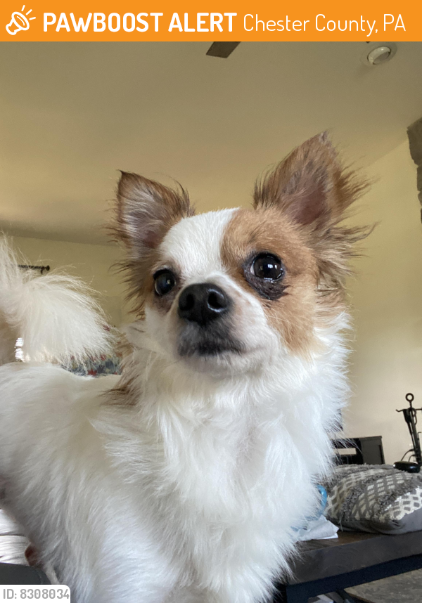 Shell Pa Dogs Chester County, PA Stray Male Dog Found Near Ewing/Lewis Rd | PawBoost