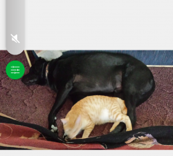 Lost Male Cat last seen 16nt Ave and 5th st Greeley,Co, Greeley, CO 80631