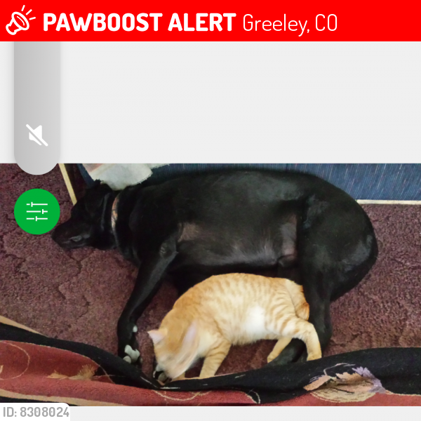 Lost Male Cat last seen 16nt Ave and 5th st Greeley,Co, Greeley, CO 80631