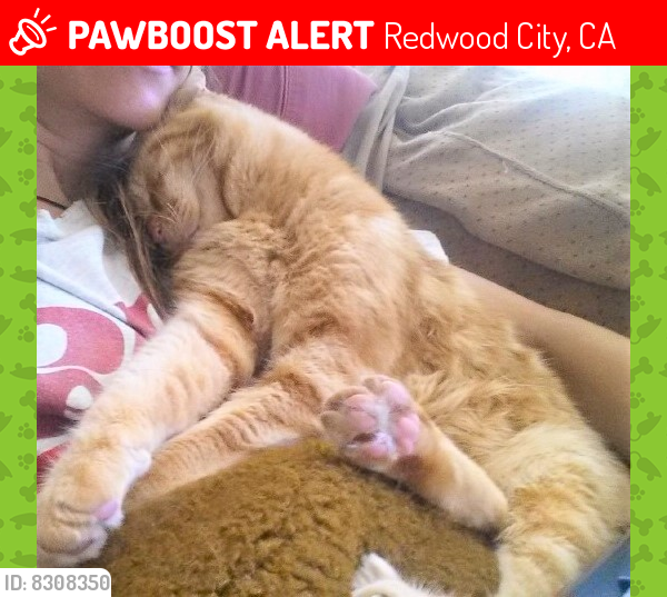 Lost Male Cat last seen Regent Street between Palm and Redwood Ave, Redwood City, CA 94061