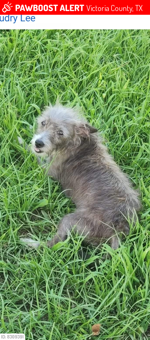 Lost Female Dog last seen Near Mahon st and old highway, Victoria County, TX 77988