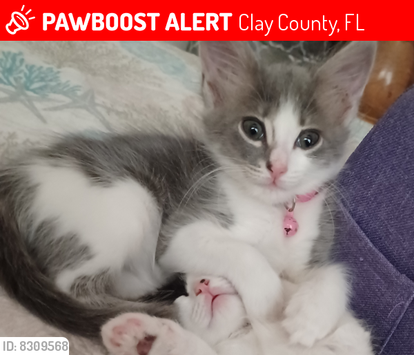 Lost Female Cat last seen Coronado/ East Osceola court, Clay County, FL 32656