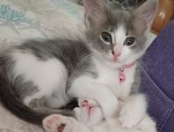 Lost Female Cat last seen Coronado/ East Osceola court, Clay County, FL 32656