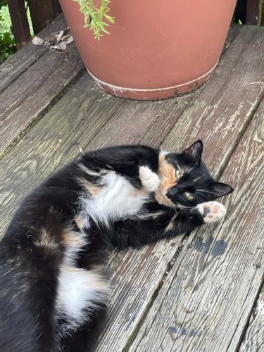 Found/Stray Female Cat last seen Purcellville Rd and Charthouse Ln (near Rt9), Purcellville, VA 20132