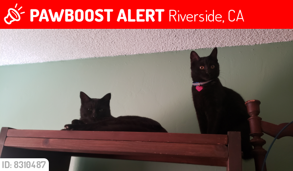 Lost Male Cat last seen Mary and frances st, Riverside, CA 92506
