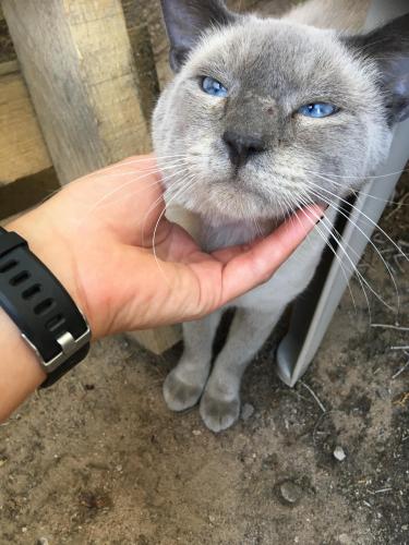 Found/Stray Male Cat last seen Dolores Dr SW and Churchill, Albuquerque, NM 87121