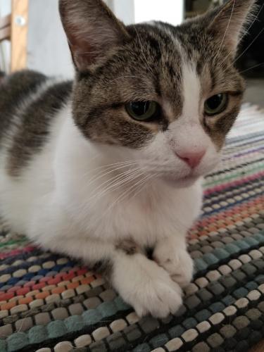 Lost Female Cat last seen Laurel St. and Healy St., Elgin, IL 60120