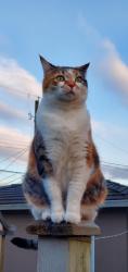 Lost Female Cat last seen Stratford Ave and Pandora , Burnaby, BC V5B 3X6