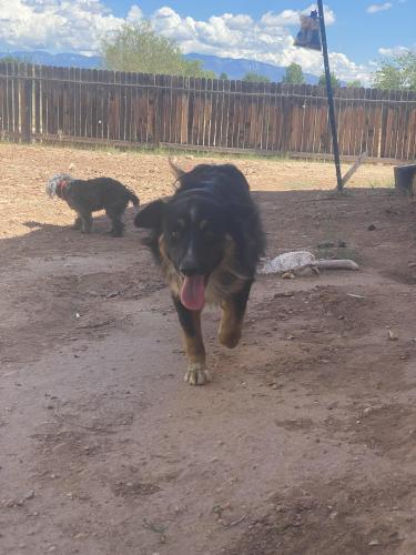 Found/Stray Male Dog last seen Sage and unser behind Morman church , Albuquerque, NM 87121