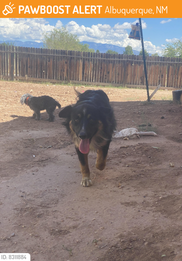 Rehomed Male Dog last seen Sage and unser behind Morman church , Albuquerque, NM 87121