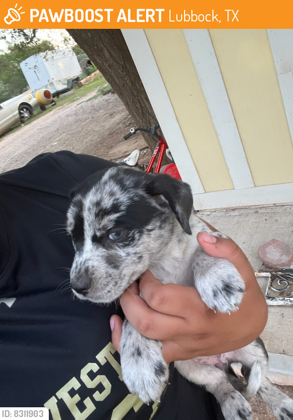 Found/Stray Unknown Dog last seen N king ave and e Owen st, Lubbock, TX 79403