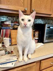 Lost Male Cat last seen Whistling Trail in Mallard Pond, St. Cloud, FL 34772