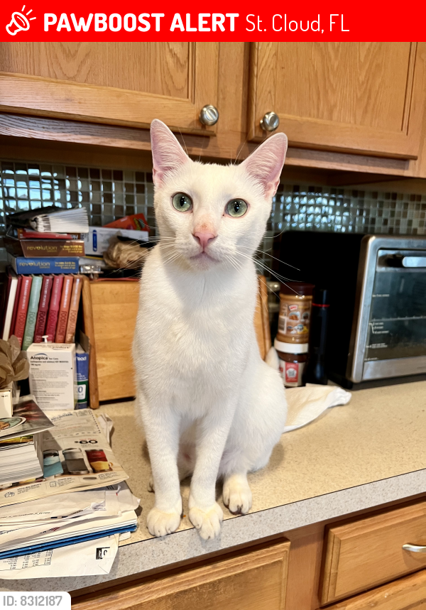 Lost Male Cat last seen Whistling Trail in Mallard Pond, St. Cloud, FL 34772