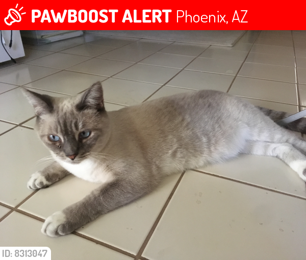 Lost Female Cat last seen 16th street and Paradise Lame, Phoenix, AZ 85022