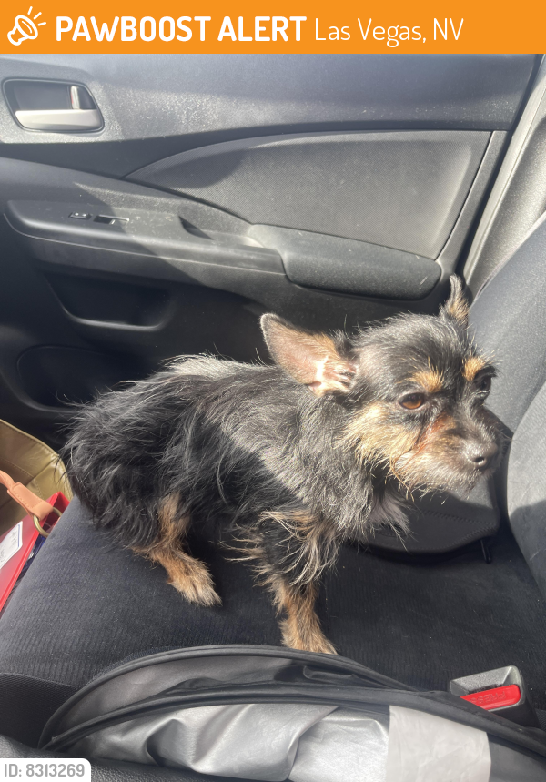 Found/Stray Female Dog in Las Vegas, NV 89130 (ID: 8313269) | PawBoost