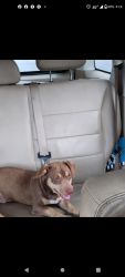 Reunited Male Dog last seen 20th and Delgado st, San Antonio, TX 78207