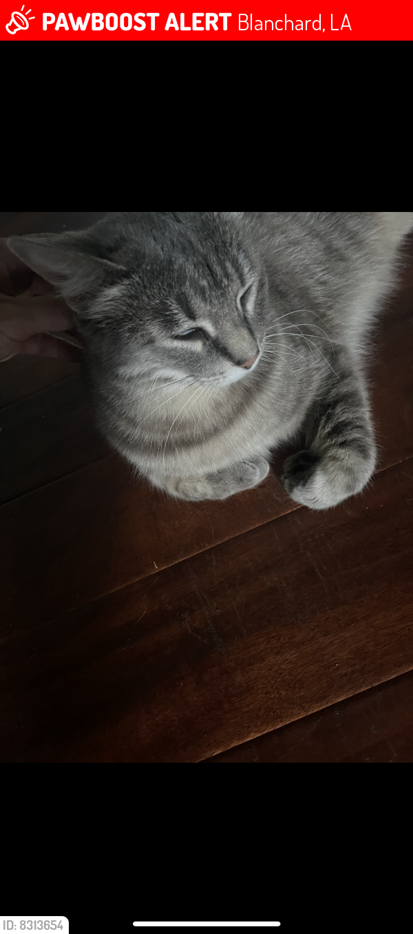 Blanchard, LA Lost Female Cat, Angel Is Missing | PawBoost