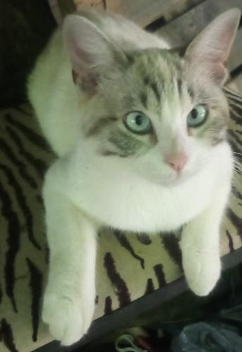 Lost Female Cat last seen Near Dread Hollow, Chattanooga, TN 37419