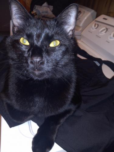 Lost Male Cat last seen Shirley Rd, Summit Point, WV 25446
