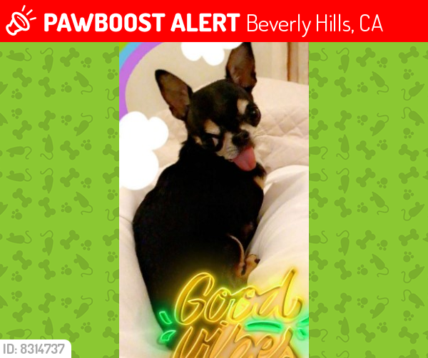 Lost Female Dog last seen Near Clerendon Rd. BH 90210, Beverly Hills, CA 90210