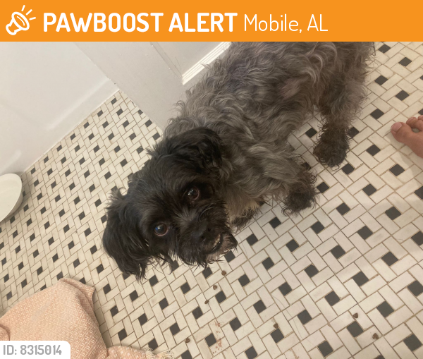 Found/Stray Male Dog last seen Springhill Ave and Union Ave, Mobile, AL 36607