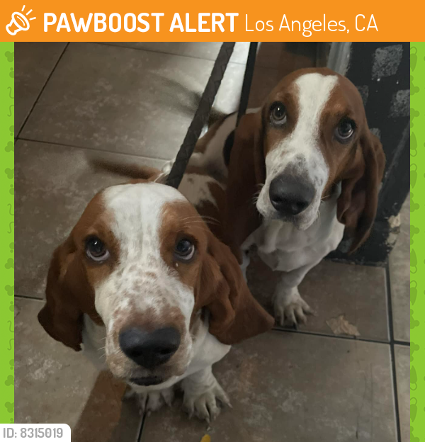 Found/Stray Male Dog last seen San Pedro & Towne  South Los Angeles, CA, Los Angeles, CA 90011