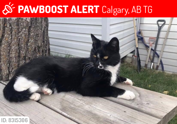 Lost Female Cat last seen Ranchlands, Calgary, AB T3G