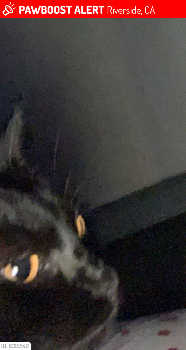 Lost Female Cat in Riverside, CA 92504 Named Kitty (ID 8315542) PawBoost