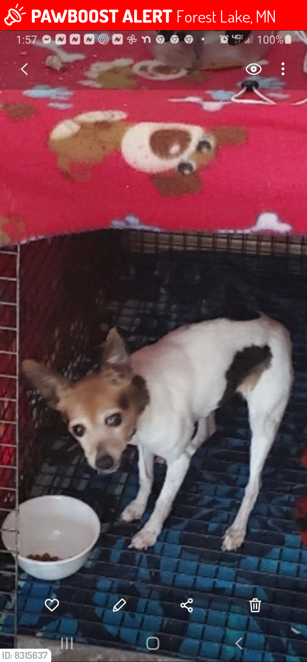Lost Female Dog last seen 202nd & Farnham lane, Forest Lake, MN 55025