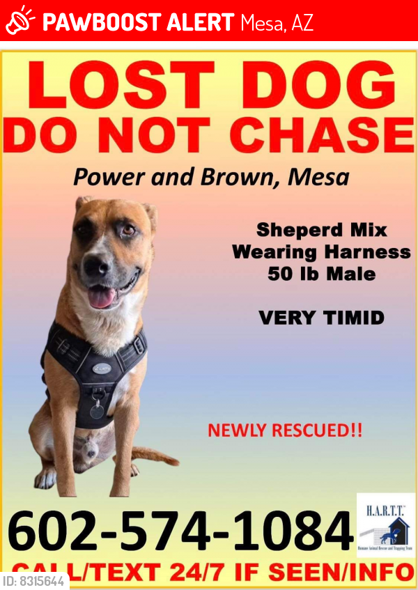 Lost Male Dog last seen Power and Brown Mesa az 85205, Mesa, AZ 85205