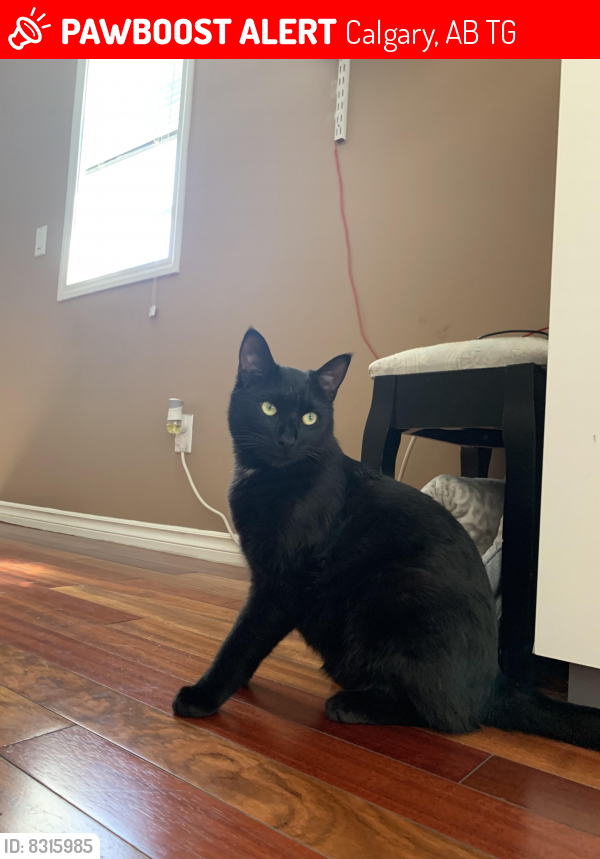 Lost Male Cat last seen Citadel point nw , Calgary, AB T3G