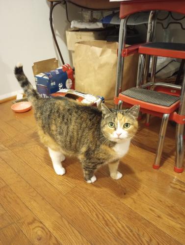 Lost Female Cat last seen West ox Ashdown forest Dr, Fairfax County, VA 20171