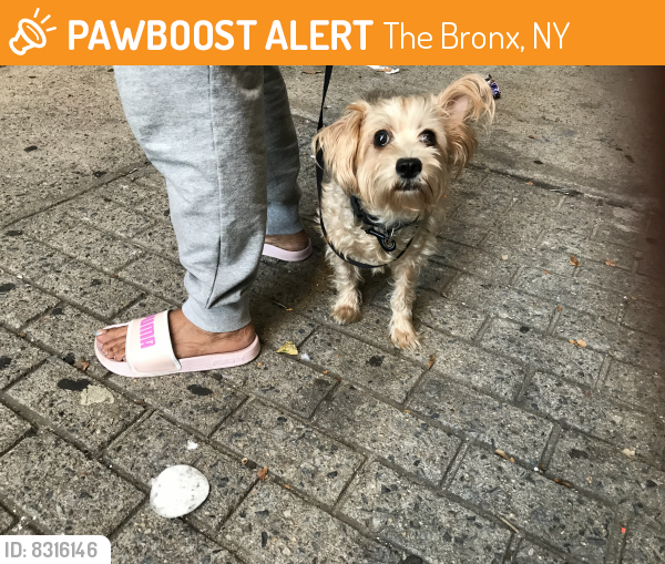 Found/Stray Female Dog last seen Gun Hill Road /Webster Ave Bronx NY10467, The Bronx, NY 10469