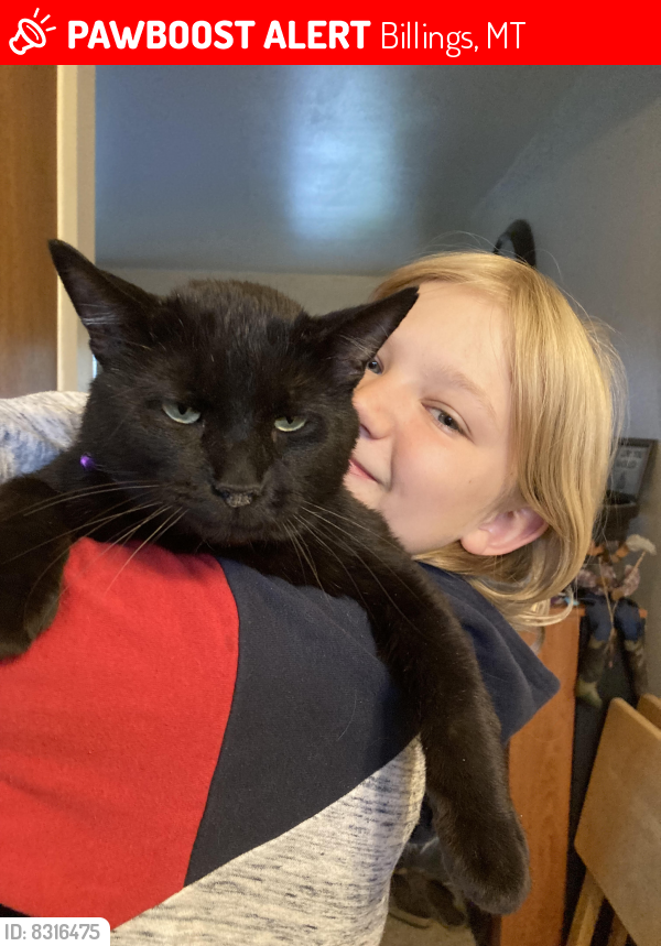 Lost Male Cat last seen 11th St. West and St. Johns Ave. Billings, Mt. 59102, Billings, MT 59102