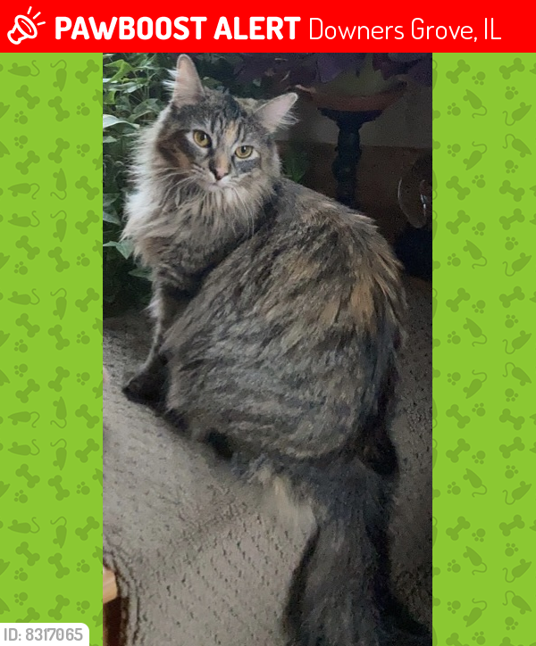 Lost Female Cat last seen Between Wiffen and Elm, Downers Grove, IL 60515