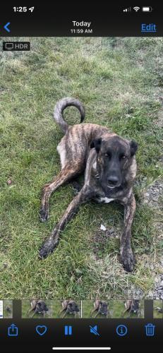 Lost Female Dog last seen East hills costco, Calgary, AB T1X 0L4