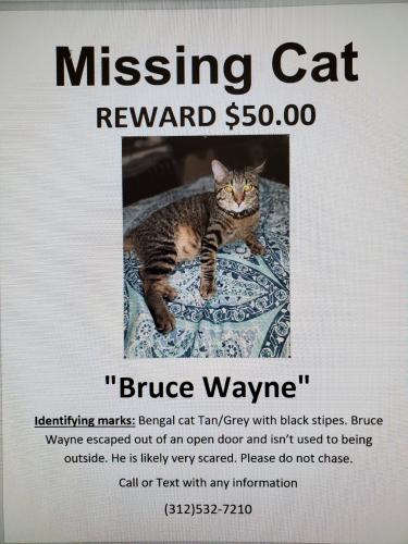 Lost Male Cat last seen Belle plaine and mason , Chicago, IL 60641