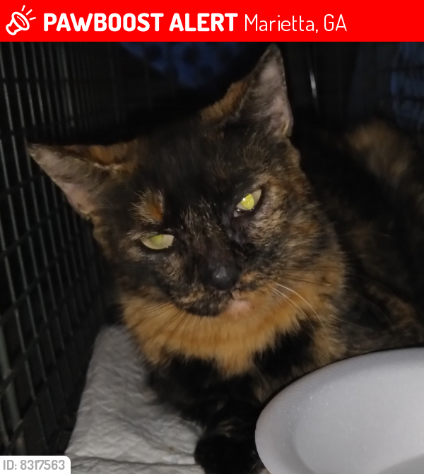 Lost Female Cat last seen Barnes Mill Rd and Beech St in Marietta 30062, Marietta, GA 30062