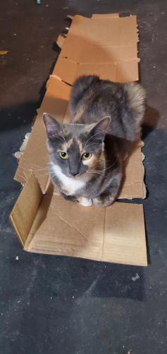 Found/Stray Female Cat last seen Outside my hse, Yonkers, NY 10701