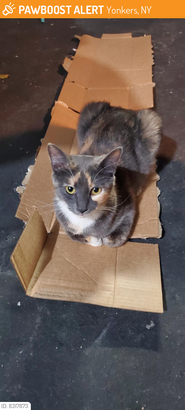 Found/Stray Female Cat last seen Outside my hse, Yonkers, NY 10701