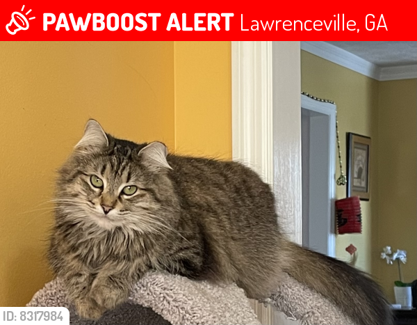 Lost Female Cat last seen Kenneth lane , Lawrenceville, GA 30044